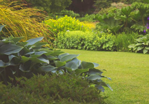 Lawn Care