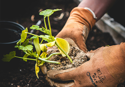 Planting & Weeding