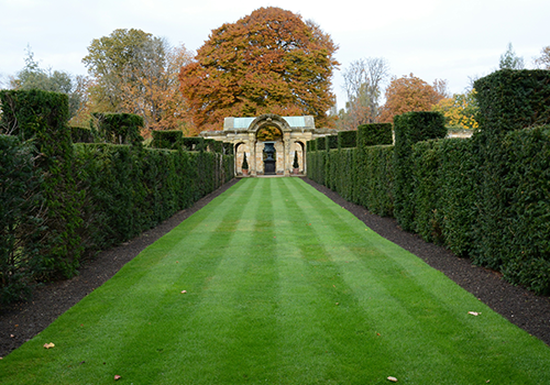 Shrub Maintenance